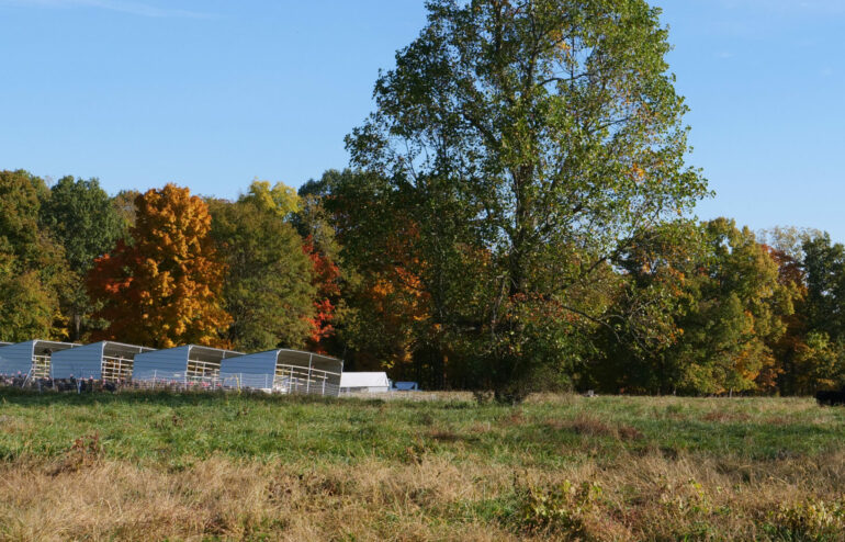 turkeys in a green pasture with fall foliage in background