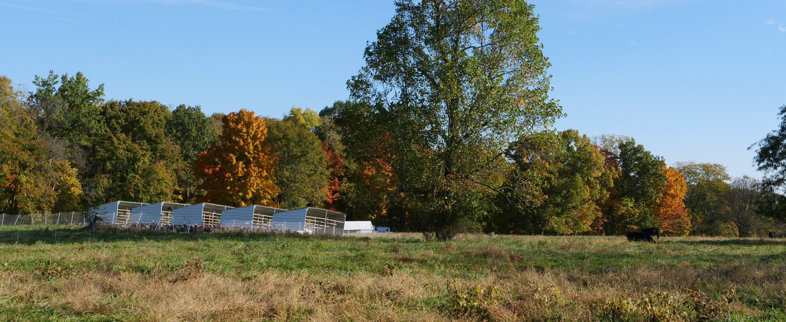 turkeys in a green pasture with fall foliage in background