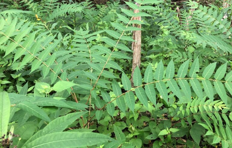 Young Tree of Heaven in Indian Hill woodlands