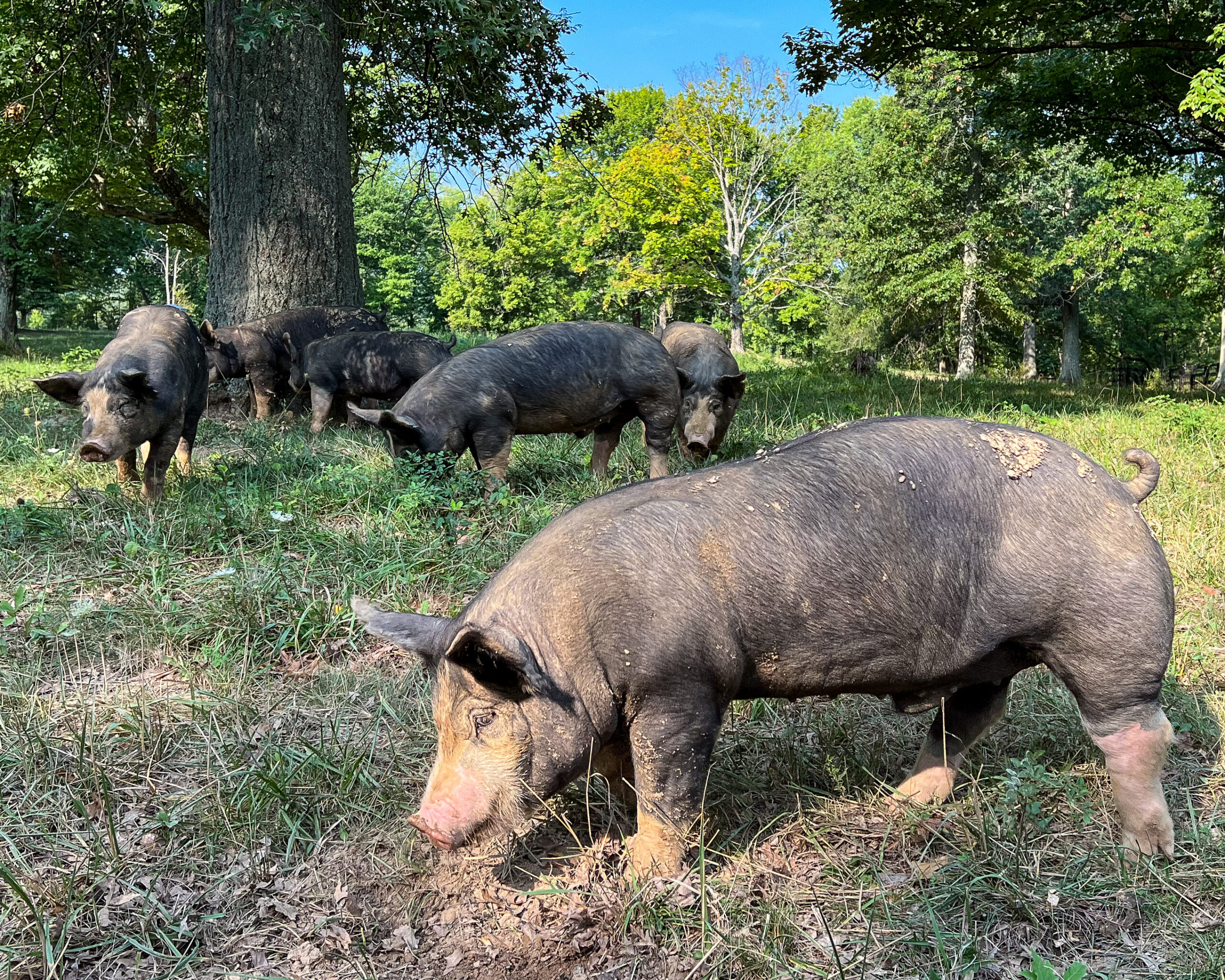 image of pastured hogs